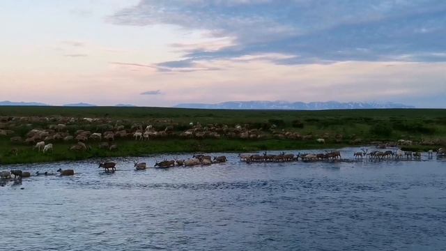 Лето в тундре / Олени на пастбище / Summer in the tundra / Reindeer in the pasture смотреть онлайн