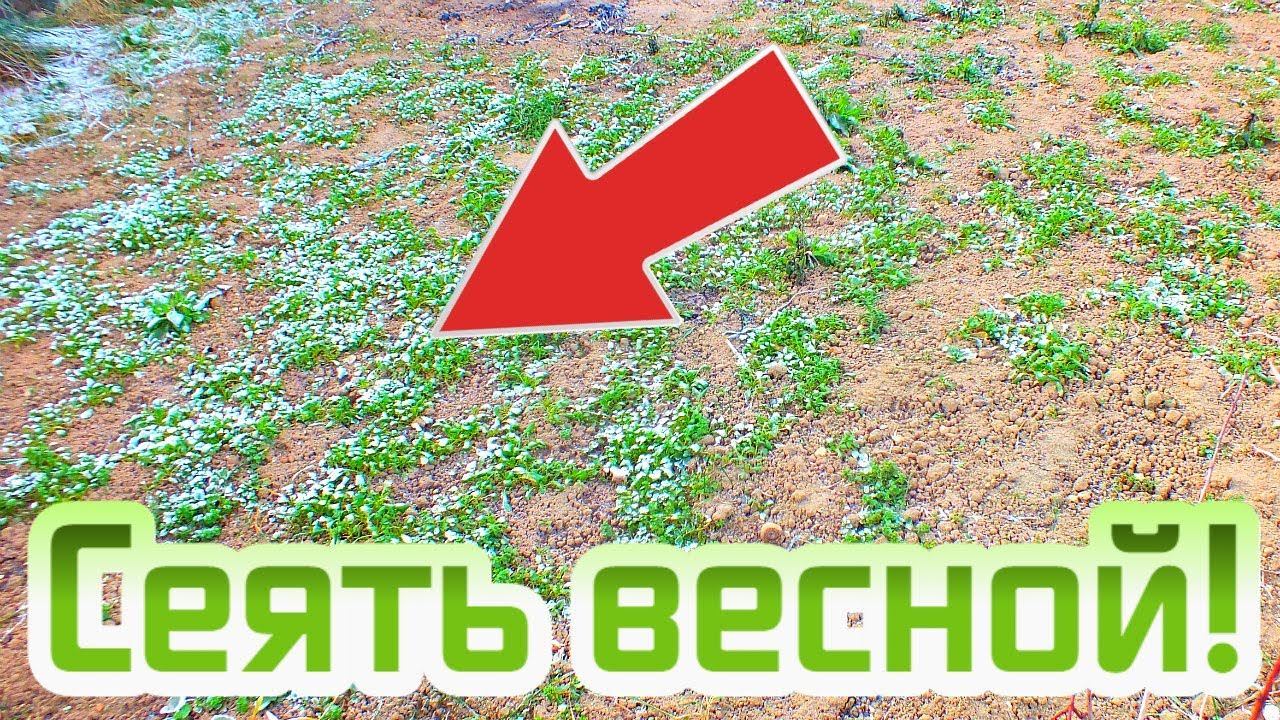 Этот весенний сидерат заменит целую машину навоза! Какой сидерат посеять весной? смотреть онлайн