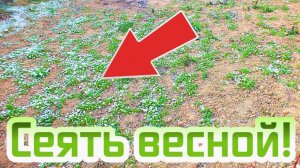 Этот весенний сидерат заменит целую машину навоза! Какой сидерат посеять весной?