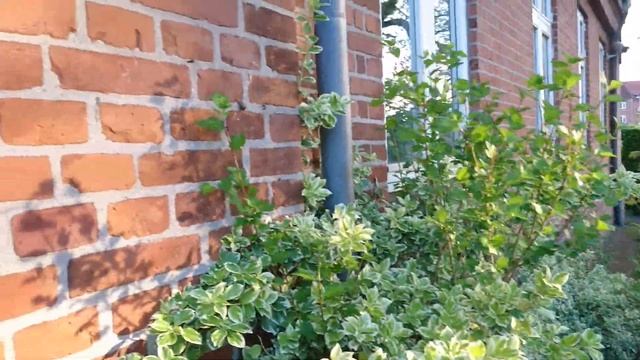 Махровая ветреница дубравная (дат. Hvid Anemone, лат. Anemone Nemorosa)