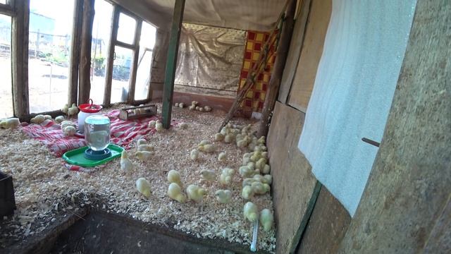 #ВЛОГ КУПИЛА ЦЫПЛЯТ. Меня пустили в инкубатор! Бройлеры, выращивание.Пеку блины на новой сковородке смотреть онлайн