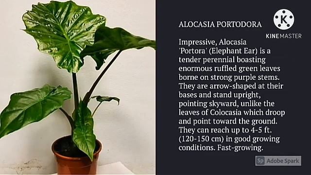 Alocasia varities смотреть онлайн