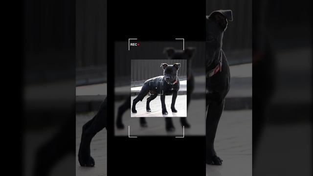 Clarissa StuffBullTerrier смотреть онлайн