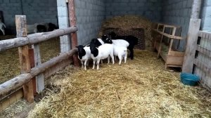 вес ягненка в 3 месяца