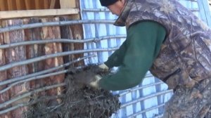 Балаҕан Тутуута/ Строим якутский Балаган/ Building a traditional Yakut house