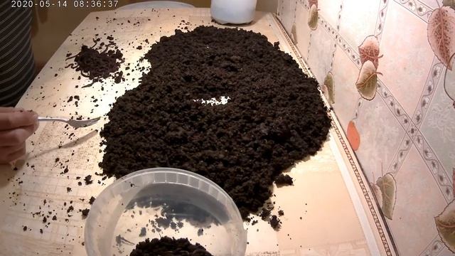 Почему Чёрный Принц - лучший из навозников? Всё просто!