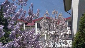 Релакс. Павлония  или  Императорское дерево. /  Relax. Pavlonia or Imperial Tree.