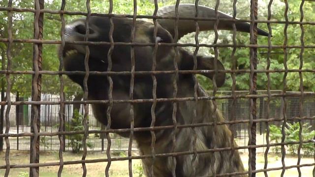 Зоопарк Николаев смотреть онлайн