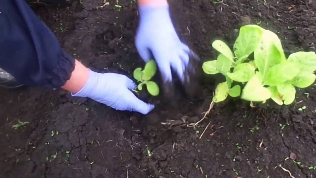 Высадка Рассады Курительного Табака сорт Верджиния в Открытый Грунт на Урале.. смотреть онлайн