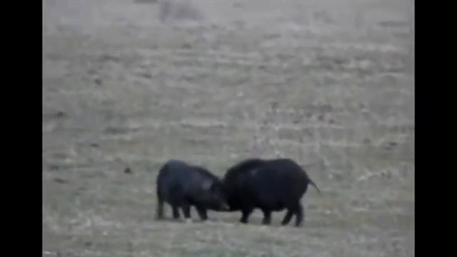 Дикие вепри. смотреть онлайн