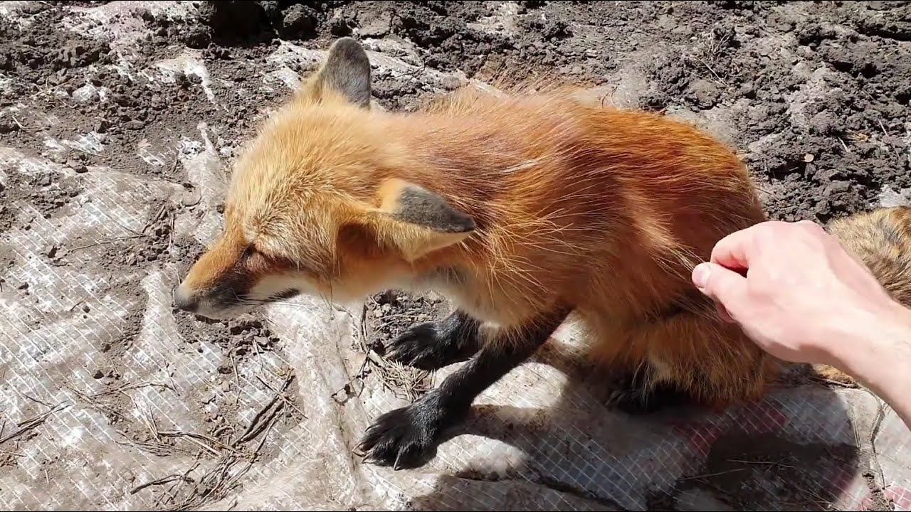 Ли Сяо / Alice the Fox Лиса Алиса (Куда делась пушистая лиса) смотреть онлайн