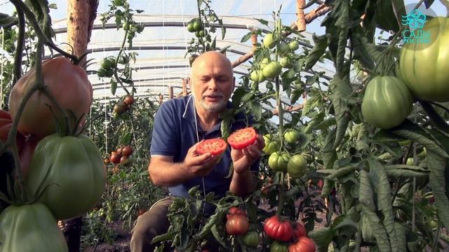 Томат биф Роза Паво смотреть онлайн