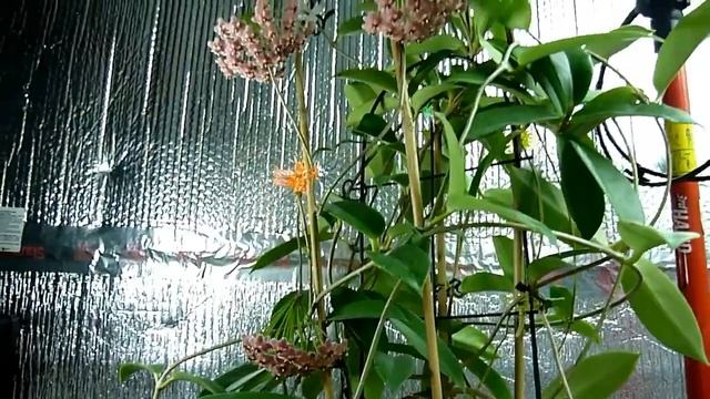 A Visit with Hoya pubicalyx Pink Dragon смотреть онлайн