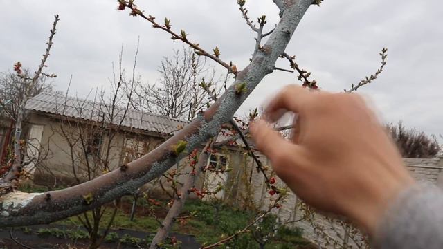 Закладка полускелетных ветвей из почек, абрикос 2 смотреть онлайн