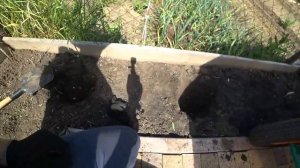 Посадка колоновидного персика, нектарина, черешни!