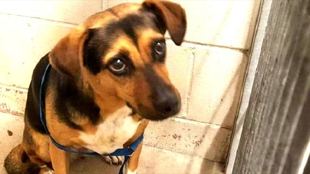 Семья оставила своего пса на пару дней в приюте и не вернулась за ним...😭 смотреть онлайн