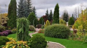 Хвойные растения в саду