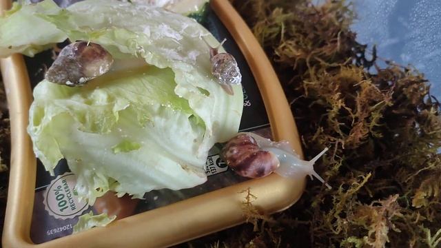 Турбо улитка / Наши гончие улитки Ахатины Ретики смотреть онлайн