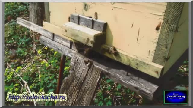 Весенняя работа на пасеке_ настройка летков (видеоурок). Пчеловодство для начинающих. смотреть онлайн