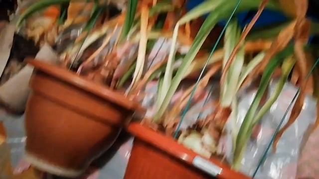 ОТПРАВИЛ ГИППЕАСТРУМ НА ОТДЫХ. ПЕРИОД ПОКОЯ ГИППЕАСТРУМА. ПОЧЕМУ РАСТЕНИЕ НЕ УХОДИТ НА ОТДЫХ? смотреть онлайн