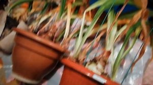 ОТПРАВИЛ ГИППЕАСТРУМ НА ОТДЫХ. ПЕРИОД ПОКОЯ ГИППЕАСТРУМА. ПОЧЕМУ РАСТЕНИЕ НЕ УХОДИТ НА ОТДЫХ?