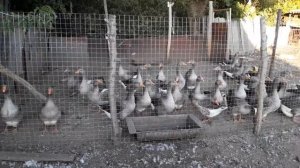 Гуси серые «Ланда»