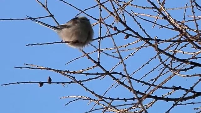 Длиннохвостая синица.Ополовник. смотреть онлайн
