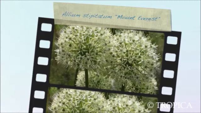 19106 Allium stipitatum Mount Everest смотреть онлайн