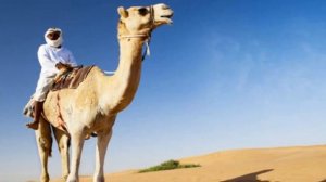 Shoft Be Enya (Hossam Habib)