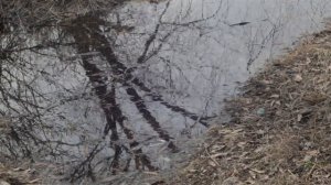 Весна в Брянске 2017