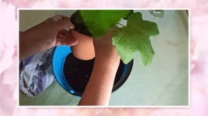 Инжир. Выращивание инжира в домашних условиях.