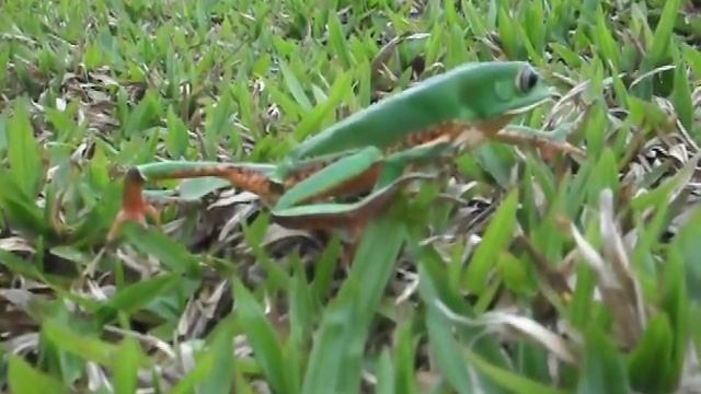 Phyllomedusa смотреть онлайн