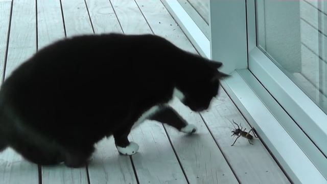 Cat vs Weta - New Zealand Dec 2012 смотреть онлайн