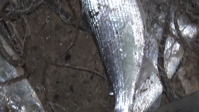 Браконьеры ловят рыбу, рыбоохрана - браконьеров! смотреть онлайн