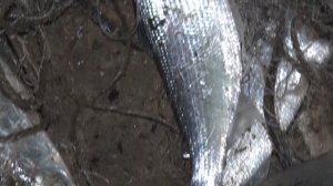 Браконьеры ловят рыбу, рыбоохрана - браконьеров!