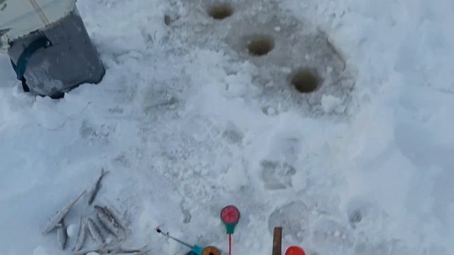 Новости с реки. Порыбачили, ловим ельцов. Снегоход Ямаха, тот ещё обжора #будниолега #рыбалка #рыба смотреть онлайн