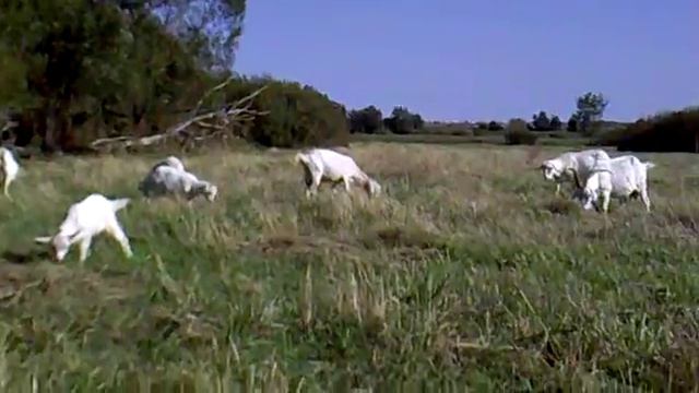 как ухаживать за Первотёлкой(козой) смотреть онлайн