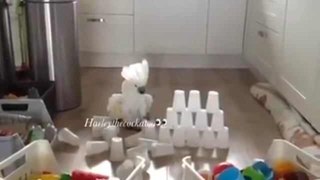 Попугай и пирамида из стаканов смотреть онлайн