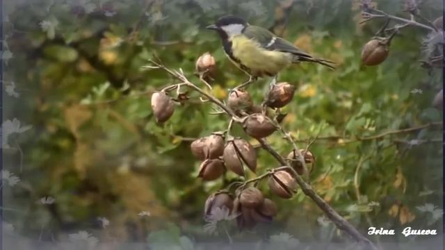 Весна. Как распускаются цветы!The awakening of nature смотреть онлайн