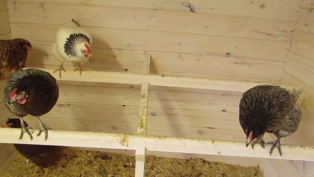 насест для кур. как сделать смотреть онлайн