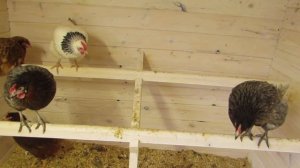 насест для кур. как сделать