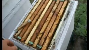 Искуственная тихая смена маток