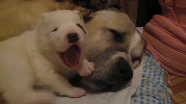 Алабаи . Наши азиатики . Маленький Шишик с мамой Мышей 24.01.17. смотреть онлайн