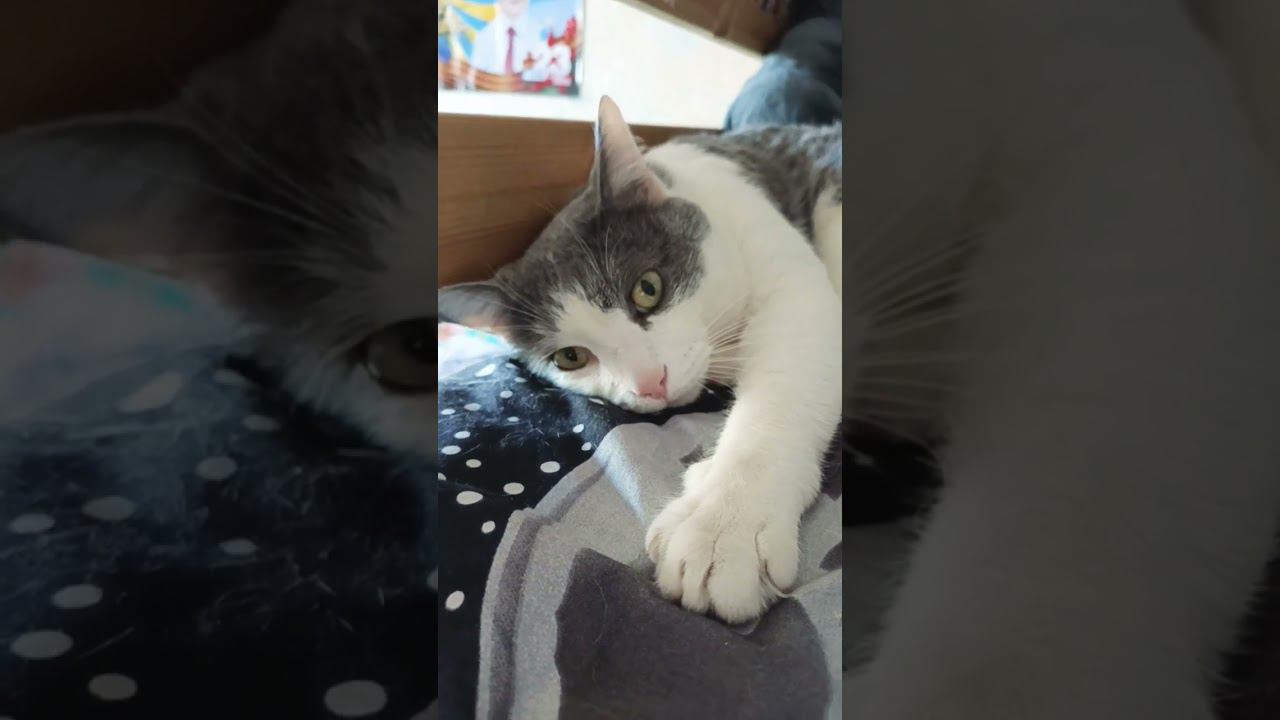 Жизнь в будни. #питомец #кот #лайк #мурзик #котик #приколы #котики #электричество смотреть онлайн