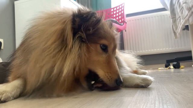 Тестируем НЕОБЫЧНЫЕ ЛАКОМСТВА для собак: картошка фри, шоколад, жвачка смотреть онлайн