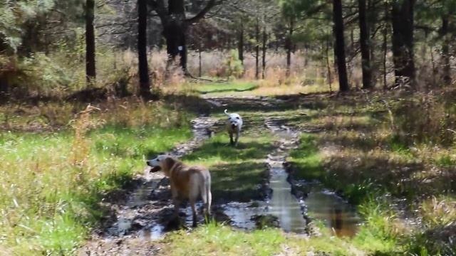 Hiking at the farm with my new Nikon D 5300 смотреть онлайн