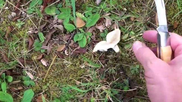 Mushroom Knife In Action