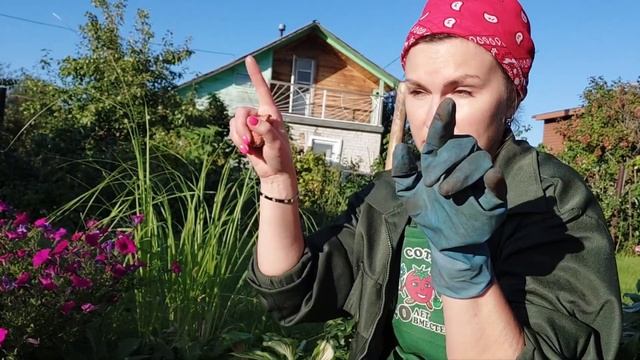 Выкопала морковь, как буду хранить. Показываю как сажаю тюльпаны. Про виноград, ежевику и цветы. смотреть онлайн