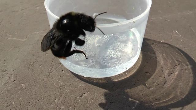 Big bumblebee in trouble смотреть онлайн