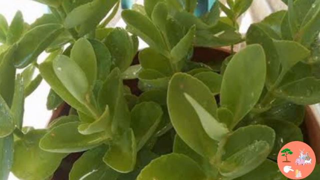 Coexisting plants on the balcony are spider plant,hydra،money plant, caladium,lantana, and others смотреть онлайн